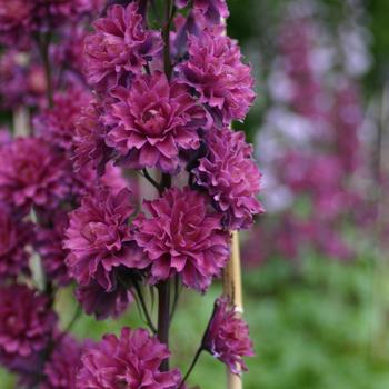 DELPHINIUM 'Flamenco' ®