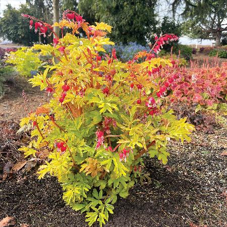 DICENTRA spectabilis 'Ruby Gold'