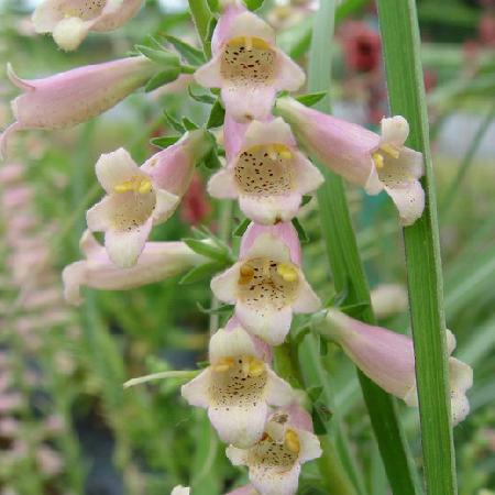DIGITALIS 'Glory of Roundway'