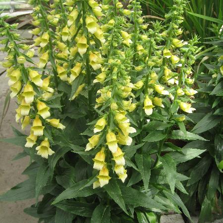 DIGITALIS 'Spice Island'