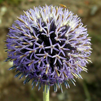 ECHINOPS bannaticus 'Taplow Blue'