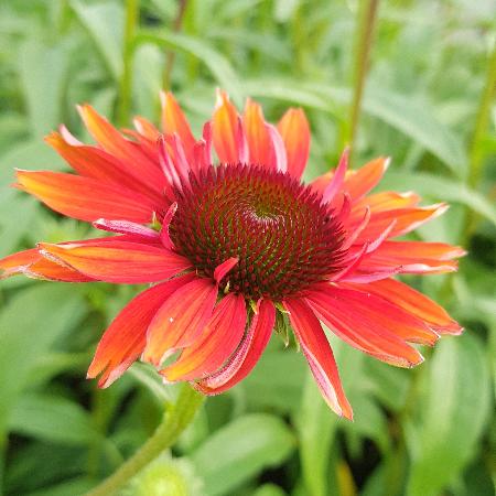 ECHINACEA 'Hot Lava' ®
