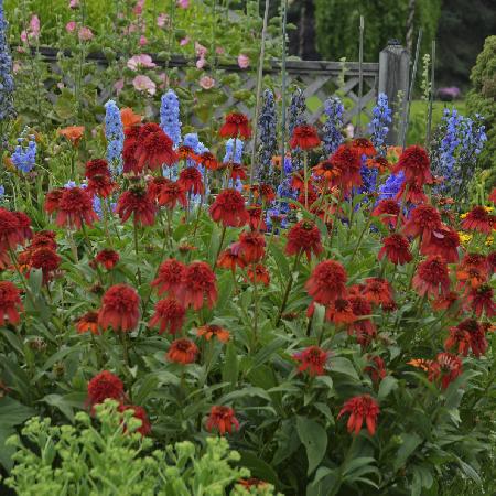 ECHINACEA 'Hot Papaya' ®