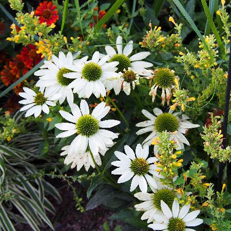 ECHINACEA 'Kismet White' ®