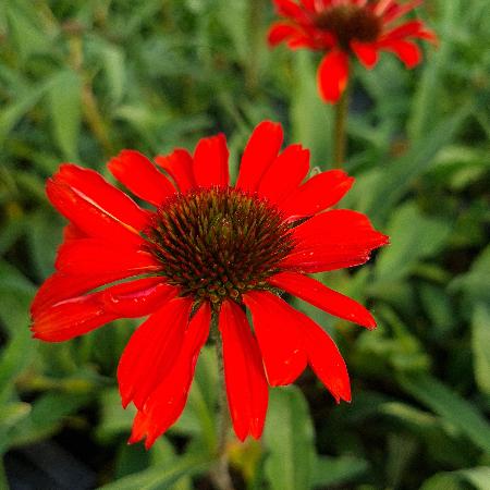 ECHINACEA Prima® 'Ruby'