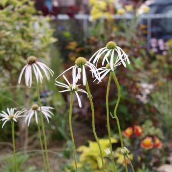 ECHINACEA pallida 'Hula Dancer'