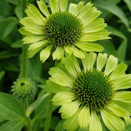 ECHINACEA purpurea 'Green Jewel' ®