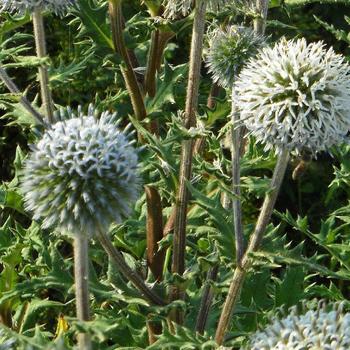 ECHINOPS sphaerocephalus 'Arctic Glow'