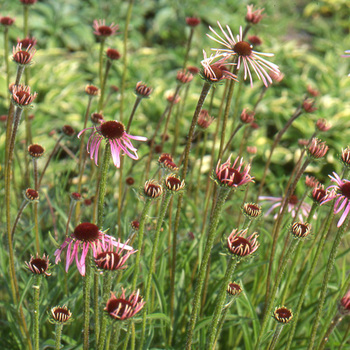 ECHINACEA pallida