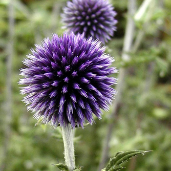 ECHINOPS ritro 'Veitch's Blue'