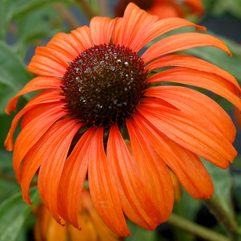 ECHINACEA 'Tangerine Dream' ®