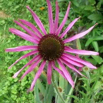 ECHINACEA tenesseensis 'Rocky Top Hybrids'