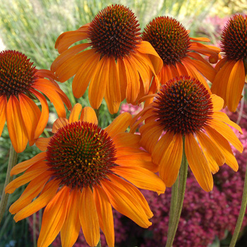 ECHINACEA 'Tiki Torch' ®