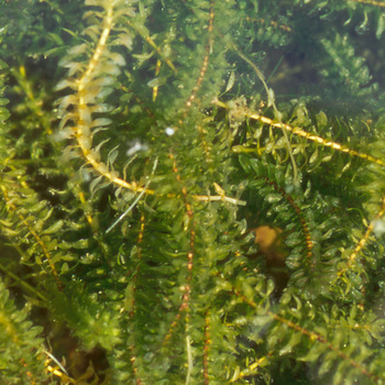 ELODEA canadensis