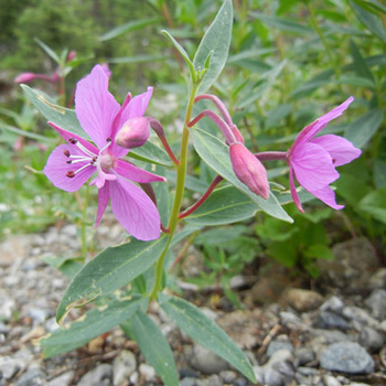 EPILOBIUM angustifolium