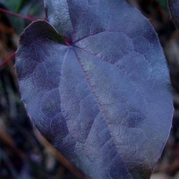 EPIMEDIUM pinnatum 'Black Sea'              