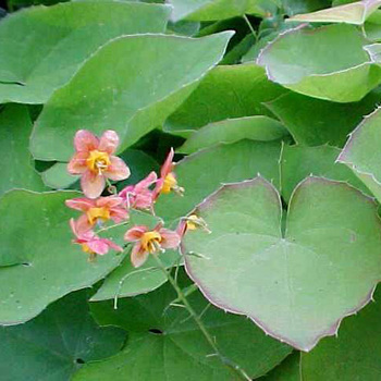 EPIMEDIUM warleyense