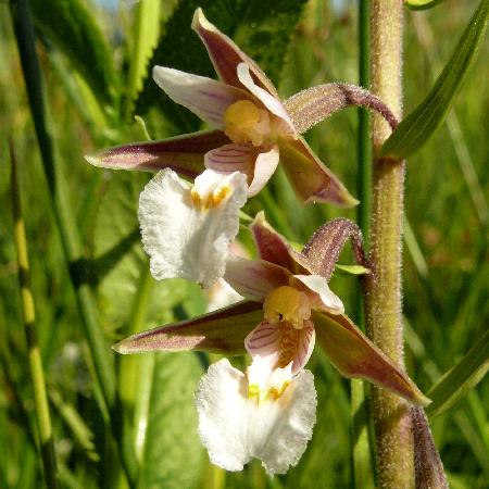 EPIPACTIS