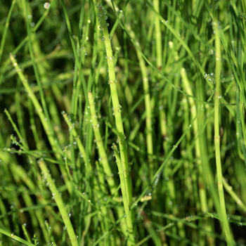 EQUISETUM fluviatile