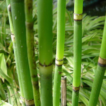 EQUISETUM hyemale