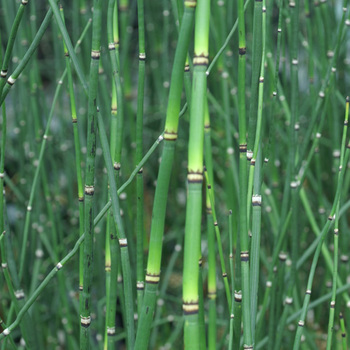 EQUISETUM 'Japonicum'