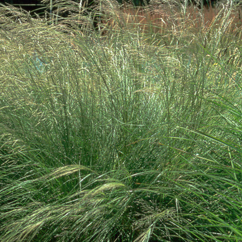 ERAGROSTIS