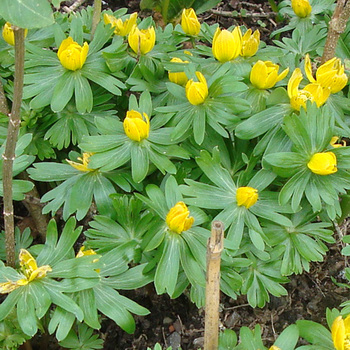 ERANTHIS hyemalis 