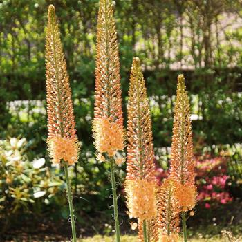 EREMURUS isabellinus 'Cleopatra'