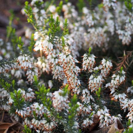 ERICA carnea 'Isabell'