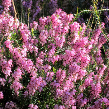 ERICA carnea 'Pink Spangles'