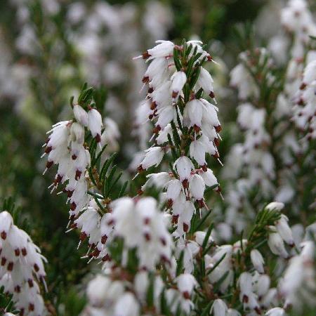 ERICA carnea f.alba 'Snow Queen'