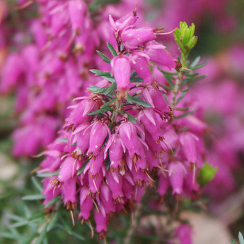 ERICA carnea 'Myretoun Ruby'