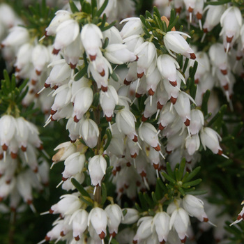 ERICA carnea 'Springwood White'