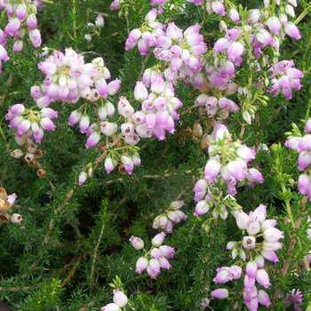 ERICA cinerea 'Eden Valley'