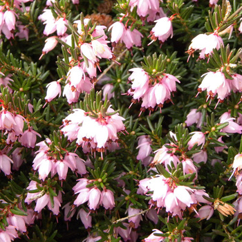 ERICA darleyensis 'Darley Dale'