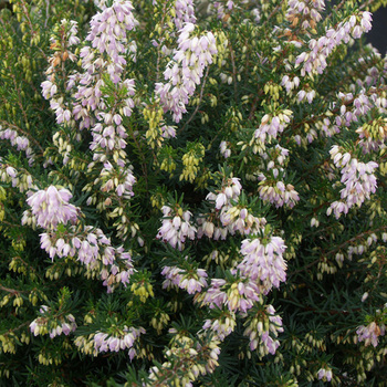 ERICA darleyensis 'Jenny Porter'