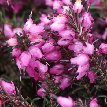 ERICA darleyensis 'Kramer's Rote'