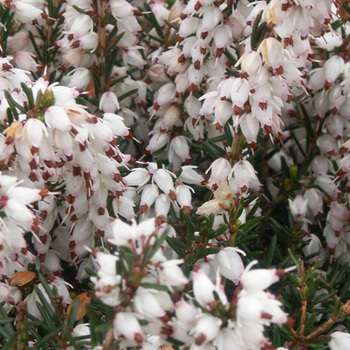 ERICA darleyensis 'Silberschmelze'