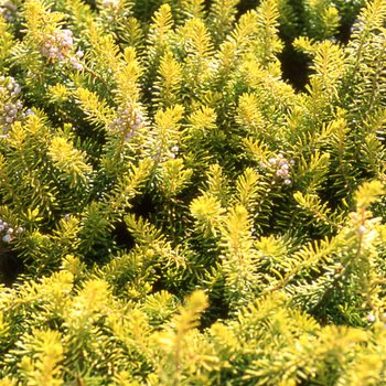 ERICA vagans 'Valerie Proudley'