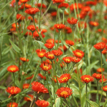 ERIGERON aurantiacus