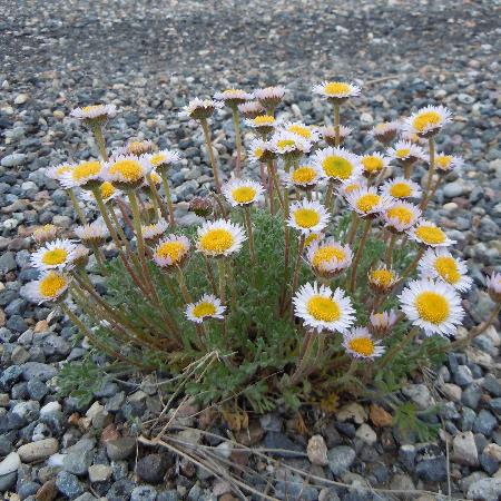 ERIGERON compositus