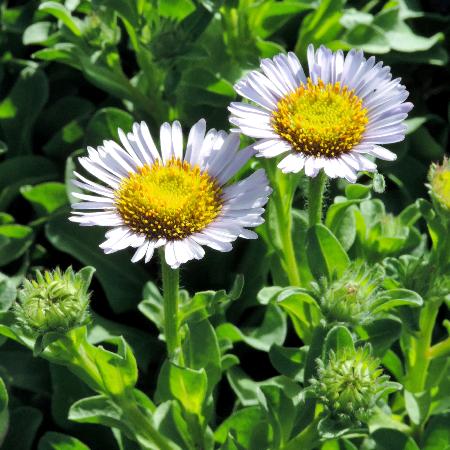 ERIGERON glaucus
