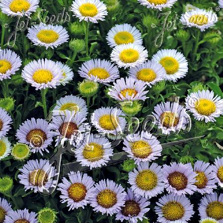 ERIGERON glaucus 'Beachboy Blue'