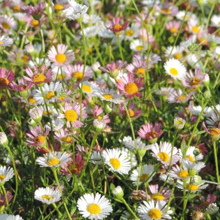 ERIGERON karvinskianus