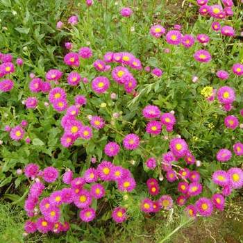 ERIGERON 'Foersters Liebling'