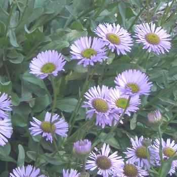 ERIGERON glaucus