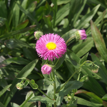 ERIGERON 'Karminstrahl'