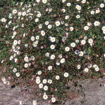 ERIGERON