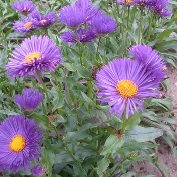 ERIGERON 'Nachthimmel'