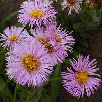 ERIGERON 'Rosa Triumph'